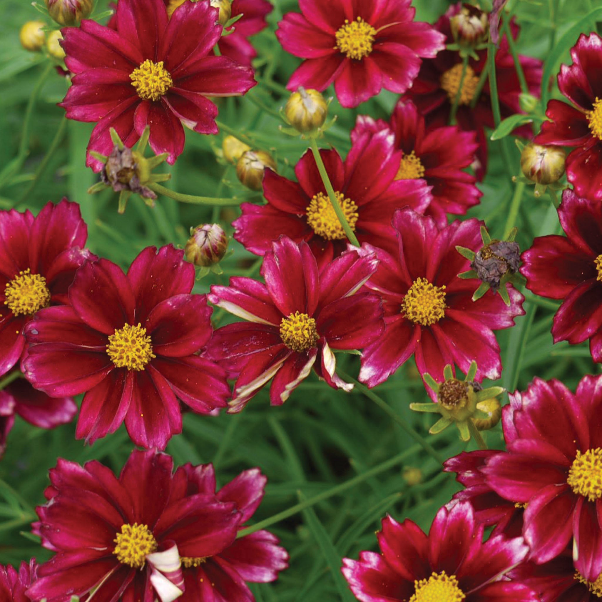Mercury Rising PPAF Coreopsis