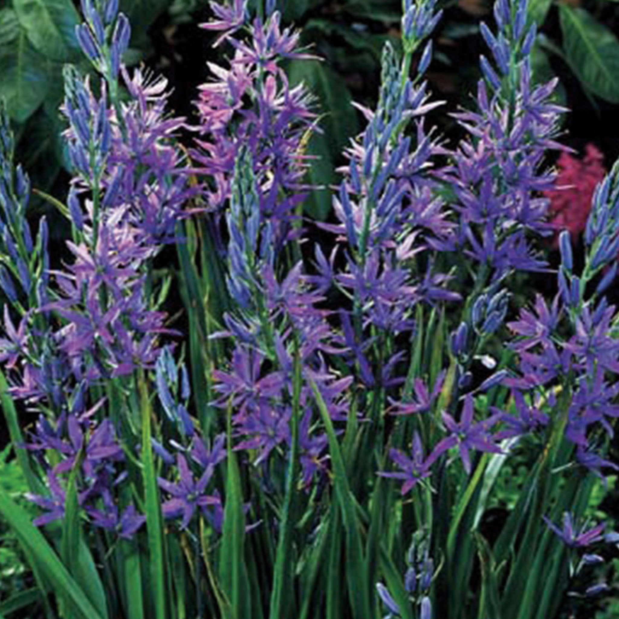 Blue Heaven Camassia Bulbs