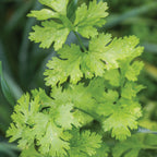 Calypso Cilantro