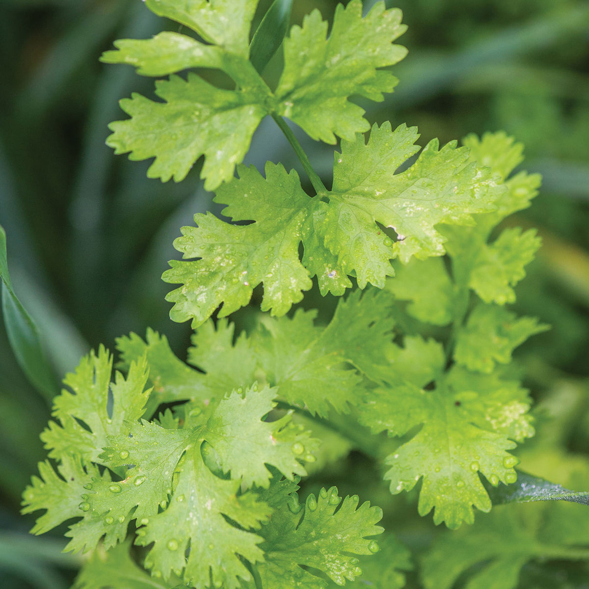 Calypso Cilantro