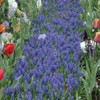 Blue Grape Muscari Bulbs