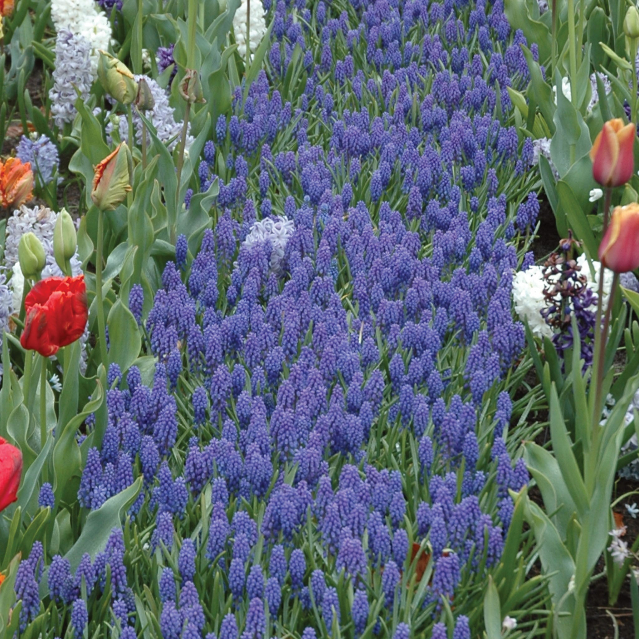 Blue Grape Muscari Bulbs