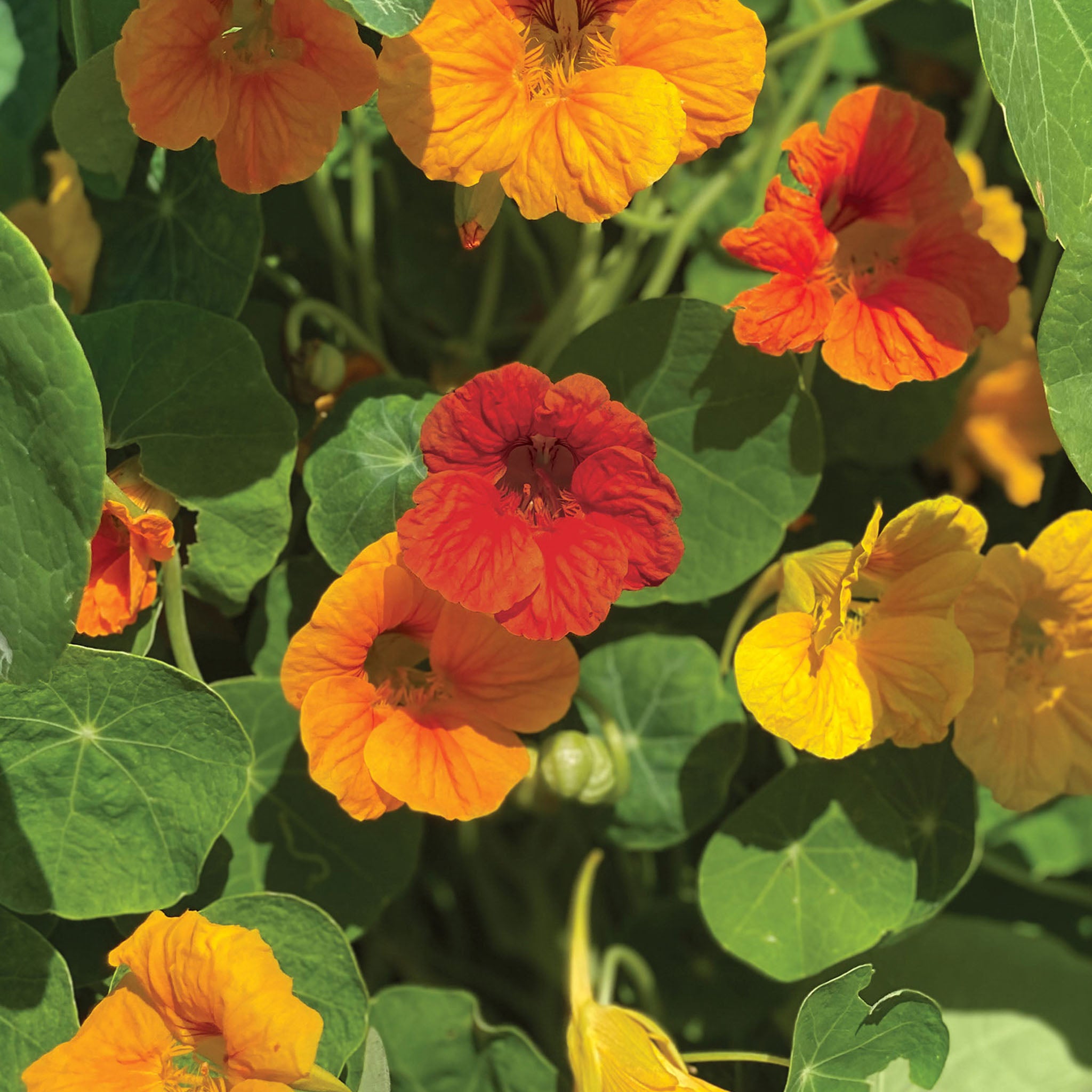 Double Dwarf Jewel Mix Nasturtium