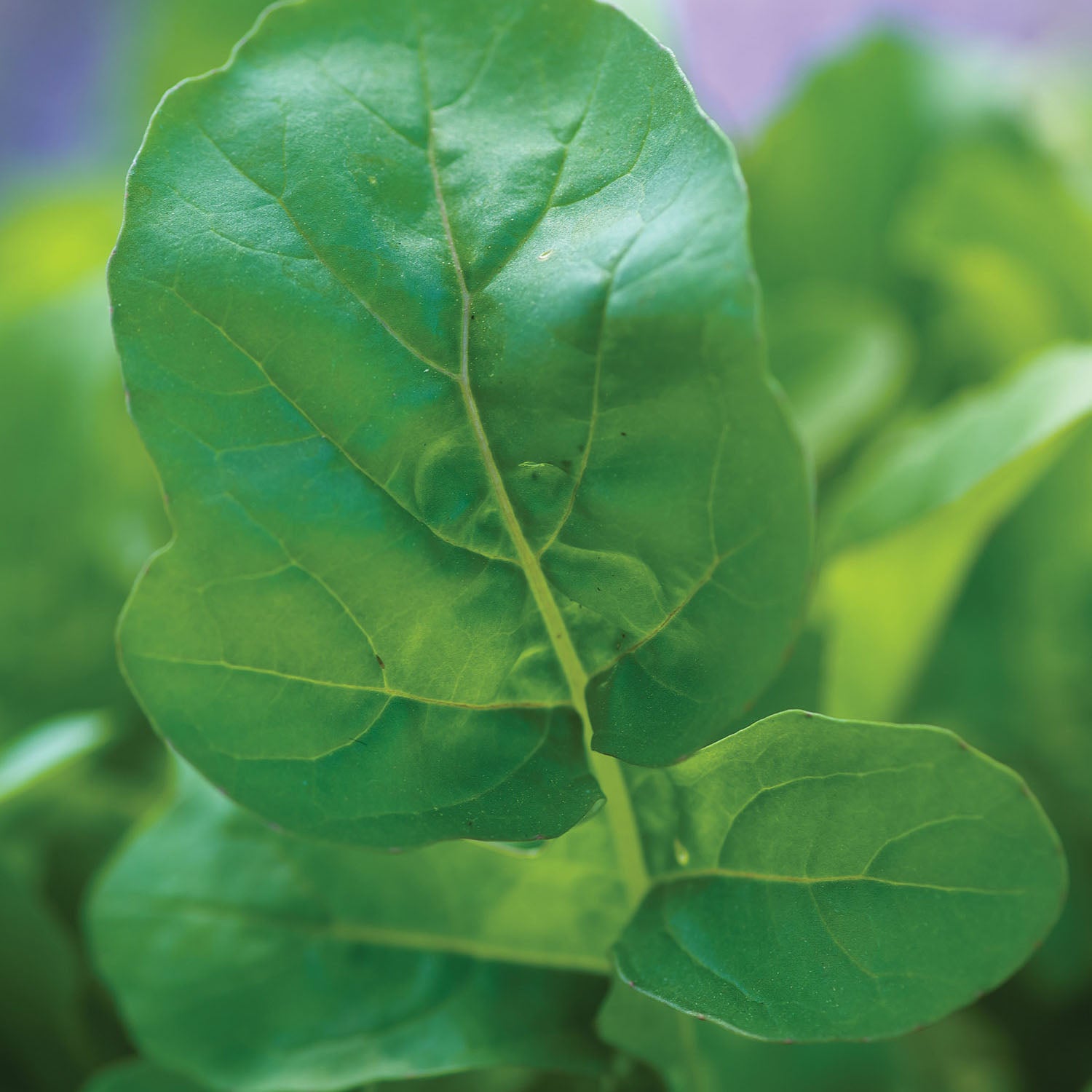 Garden Tangy Arugula