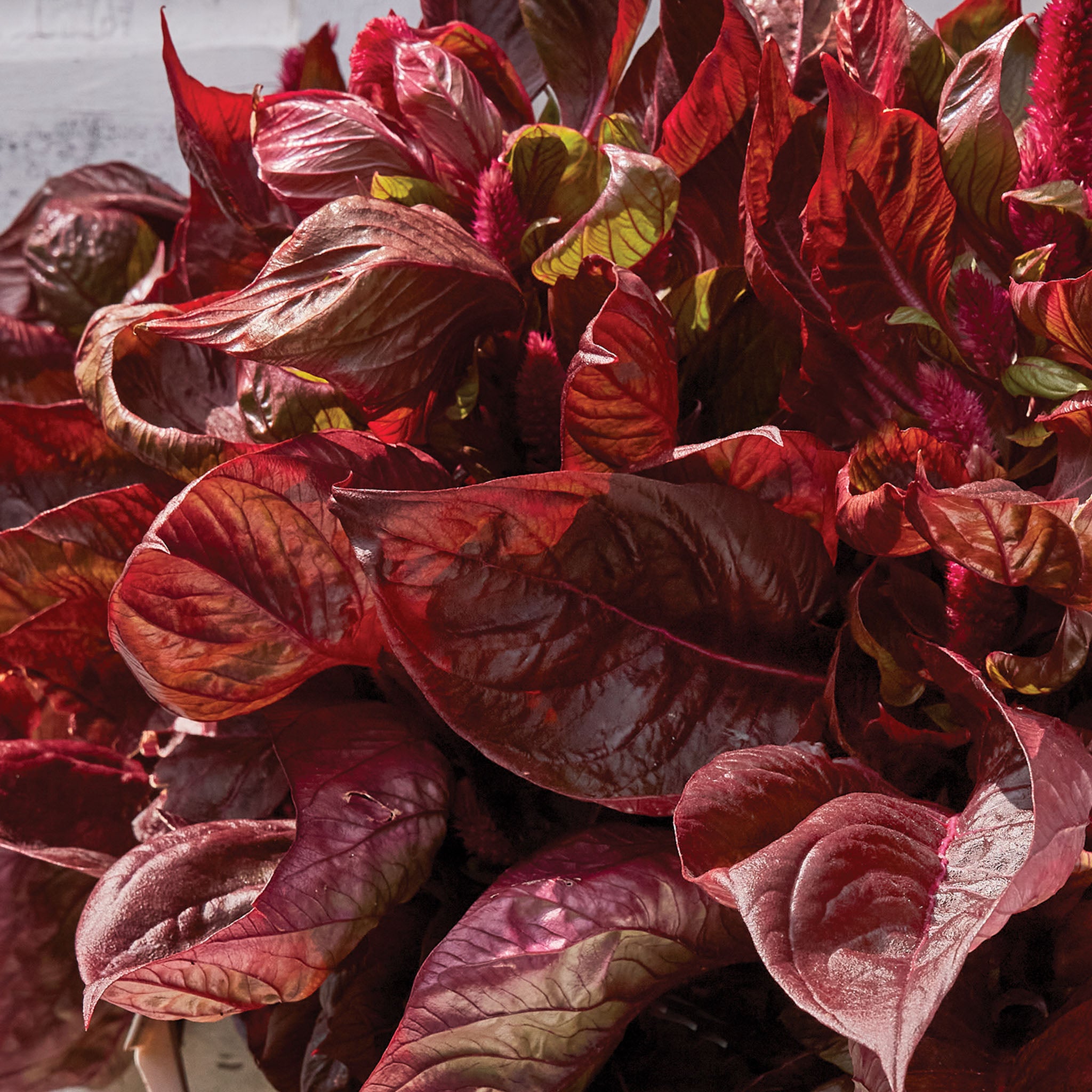 Sol Lizzard Leaf Celosia