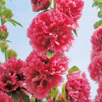 Chaters Pink Hollyhock