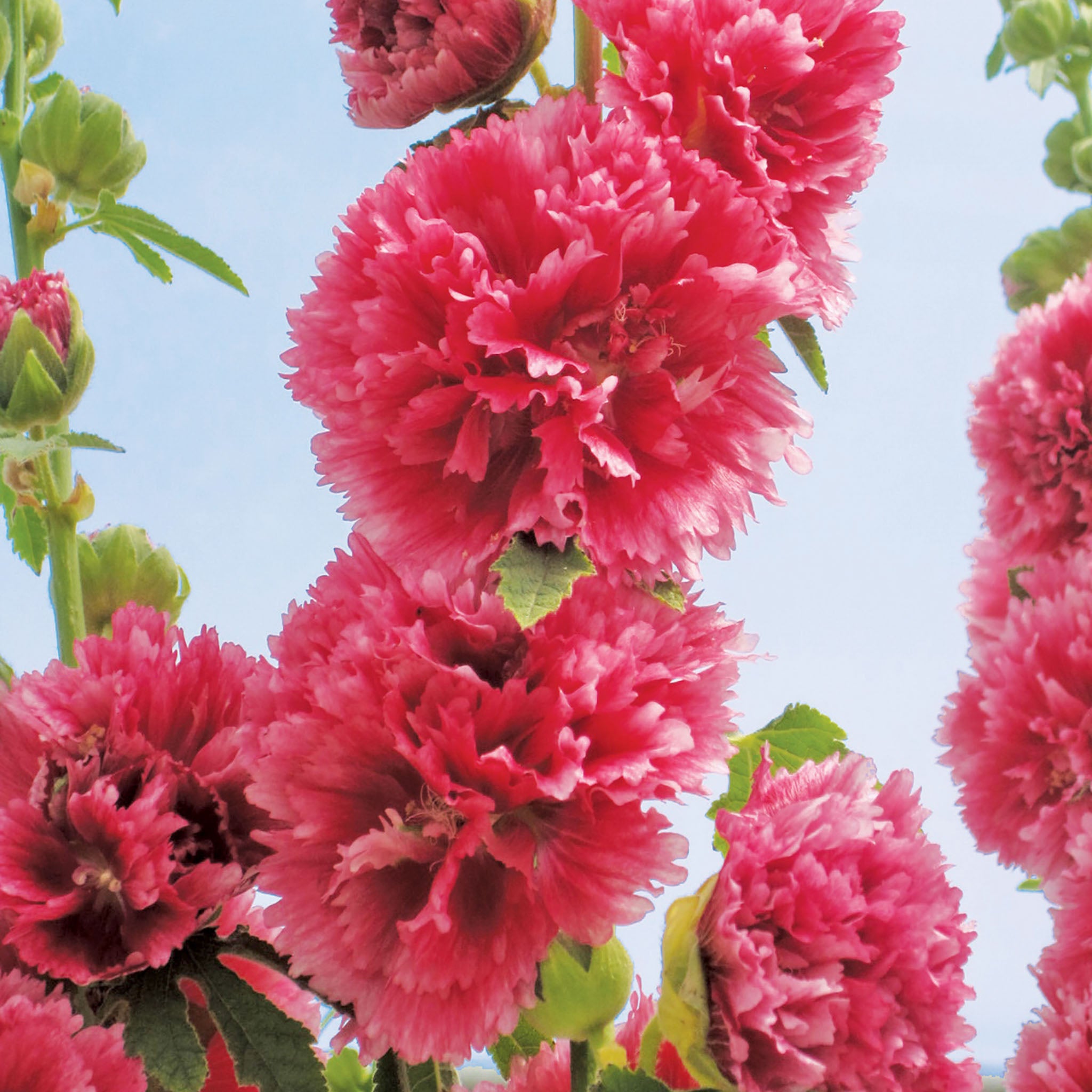 Chaters Pink Hollyhock