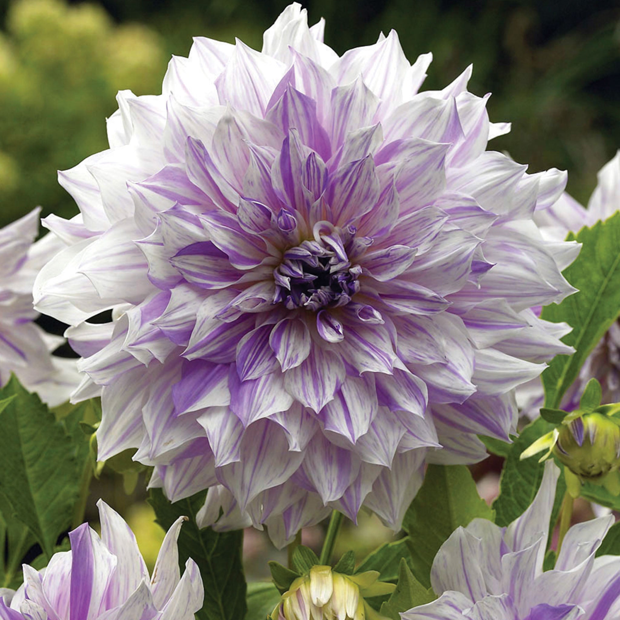 Moms Special Dahlia Tubers