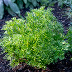 Green Dream Parsley