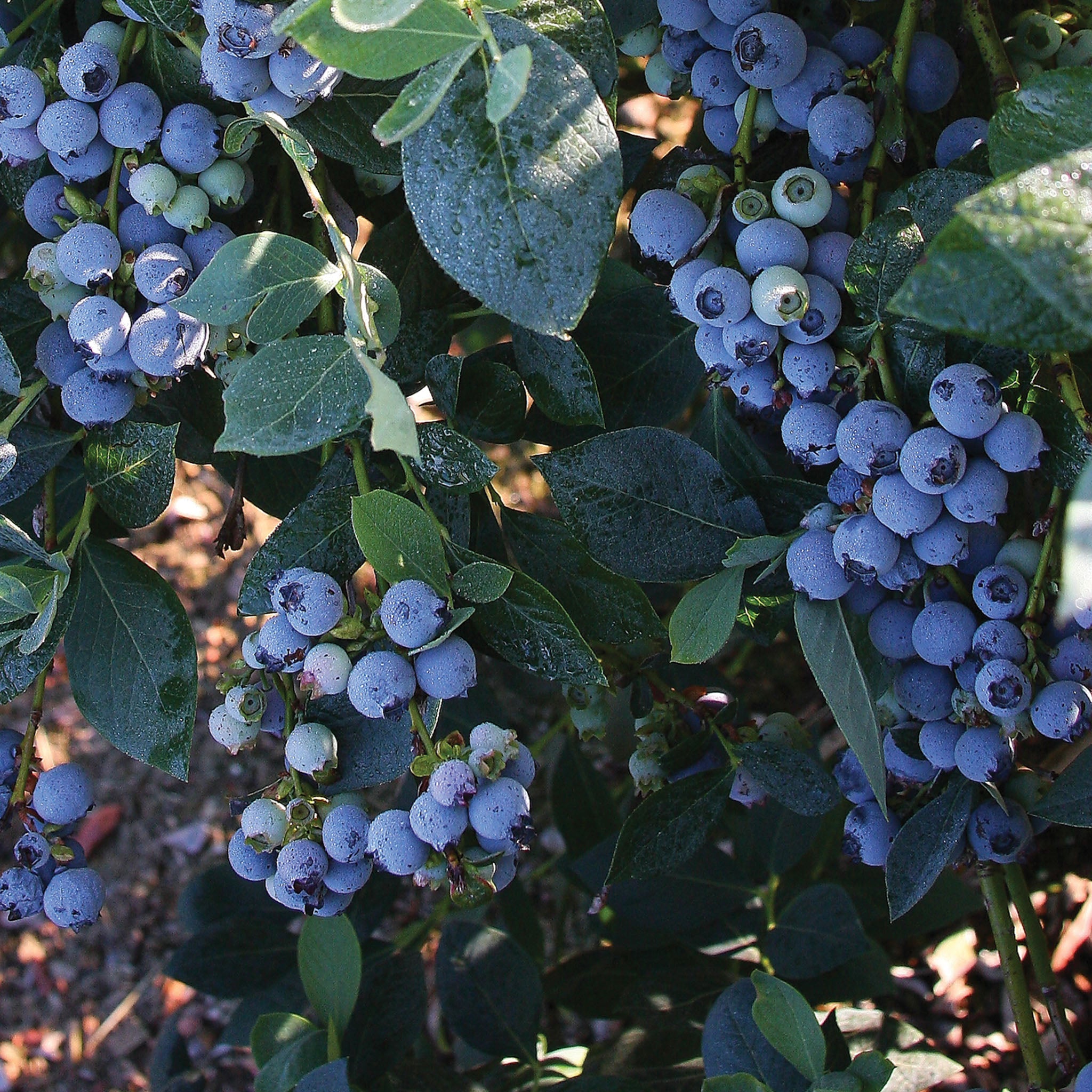 Misty Blueberry