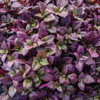 Purple Prince Alternanthera