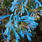 Hillier Porcelain Blue Corydalis