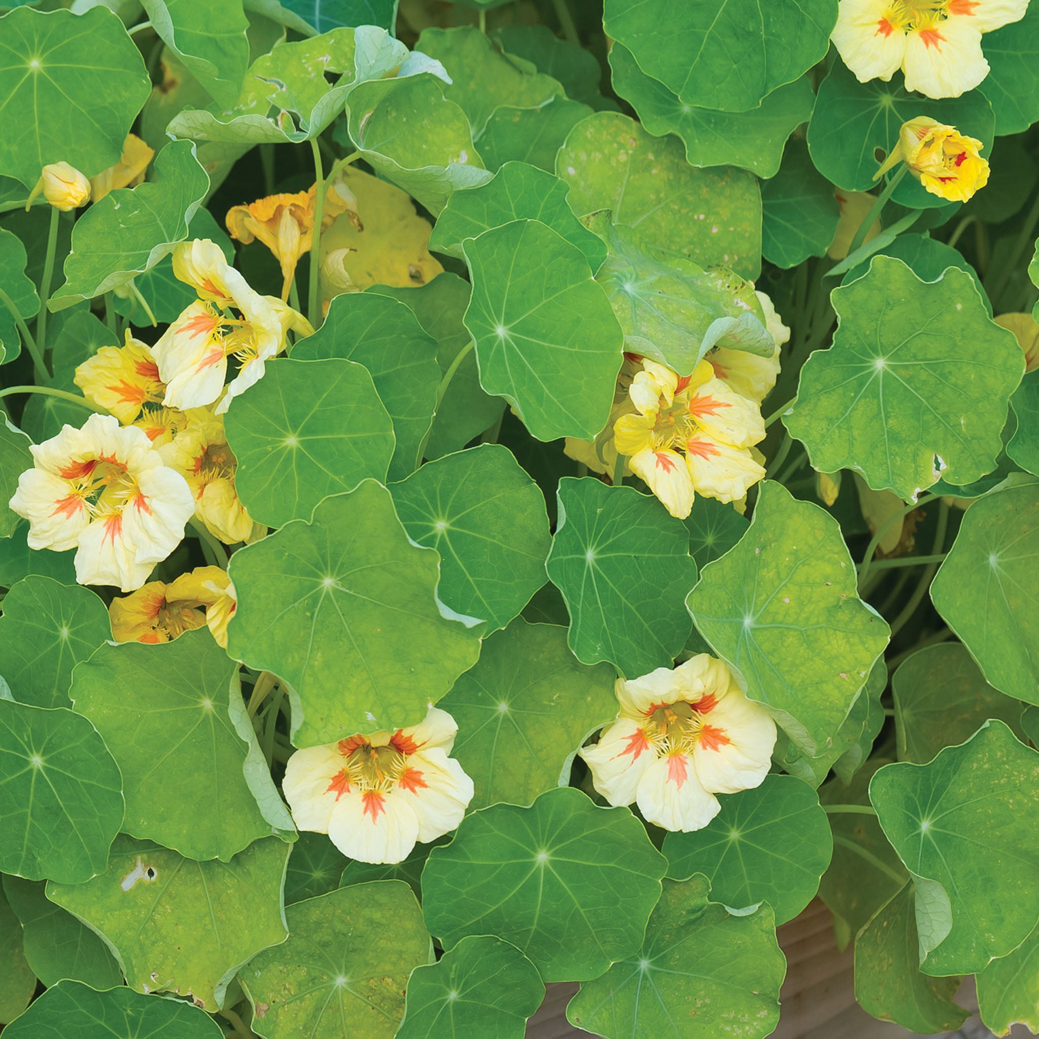 Peach Melba Nasturtium
