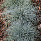 Blue Fescue Ornamental Grass
