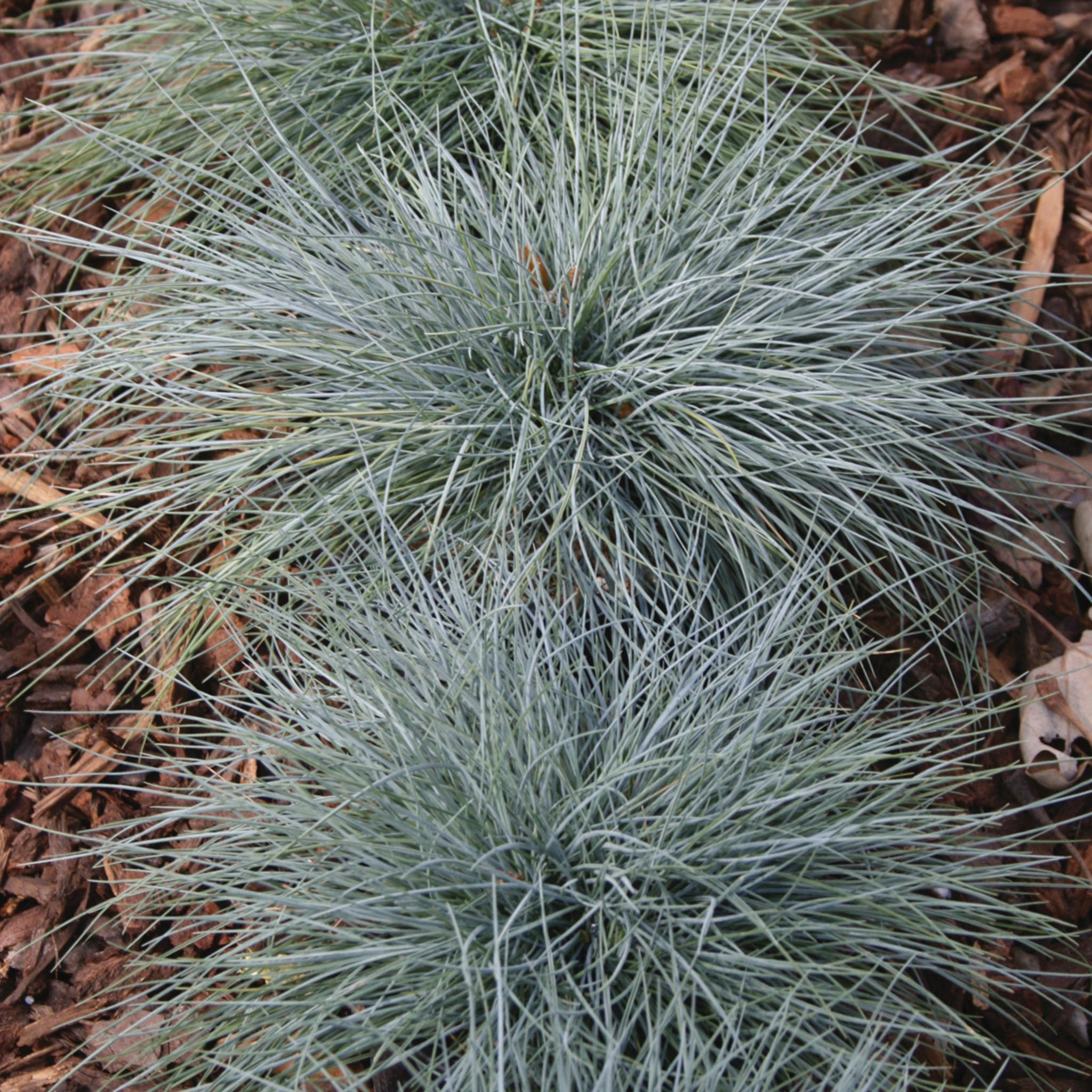 Blue Fescue Ornamental Grass