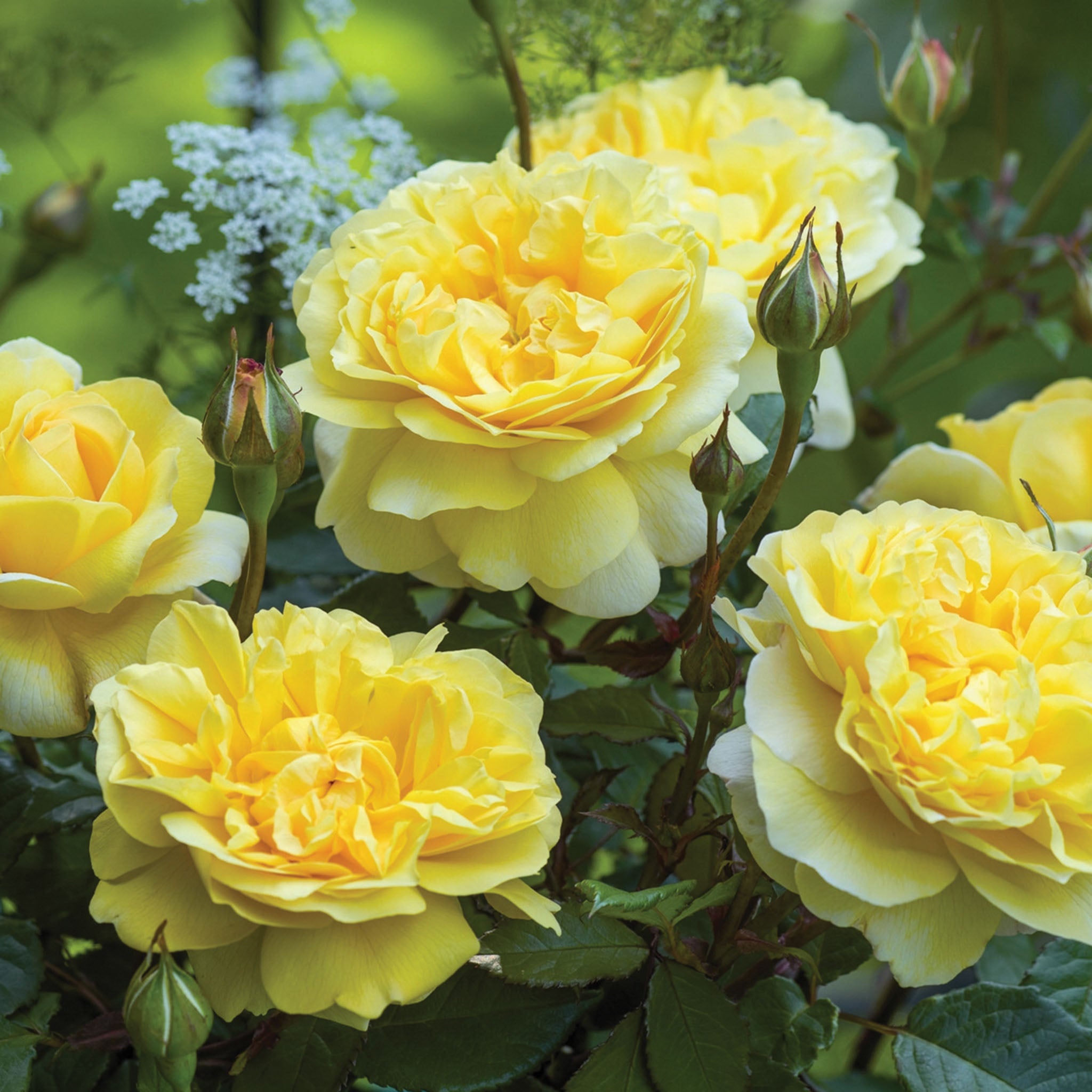 Poets Wife Rose Bare Root