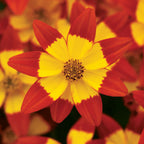 Star Dancer Bidens