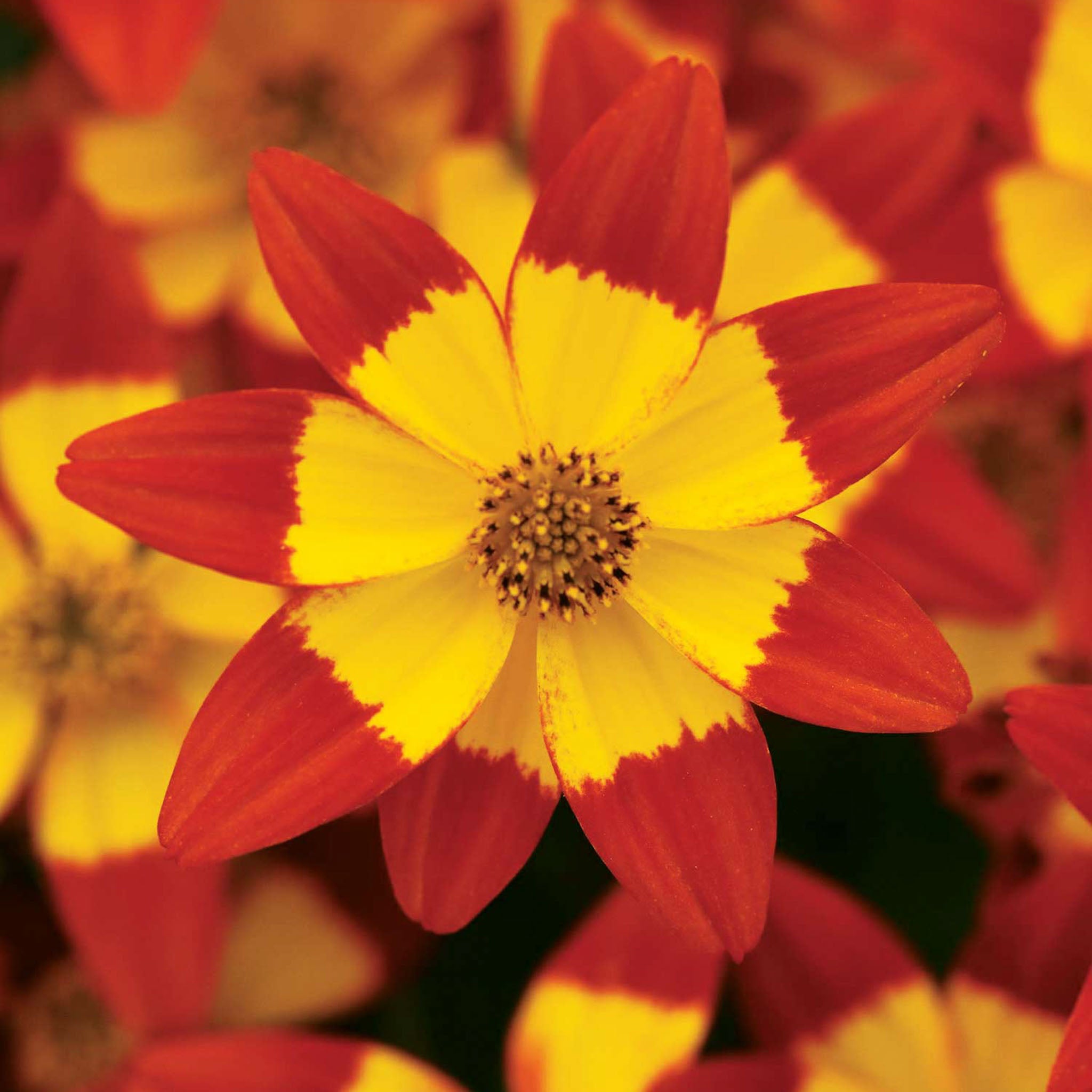 Star Dancer Bidens