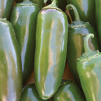 Jalapeño Gigante Hot Pepper