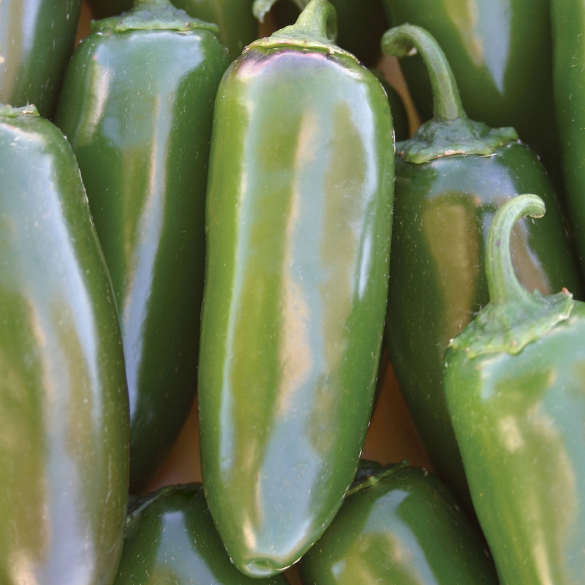 Jalapeño Gigante Hot Pepper