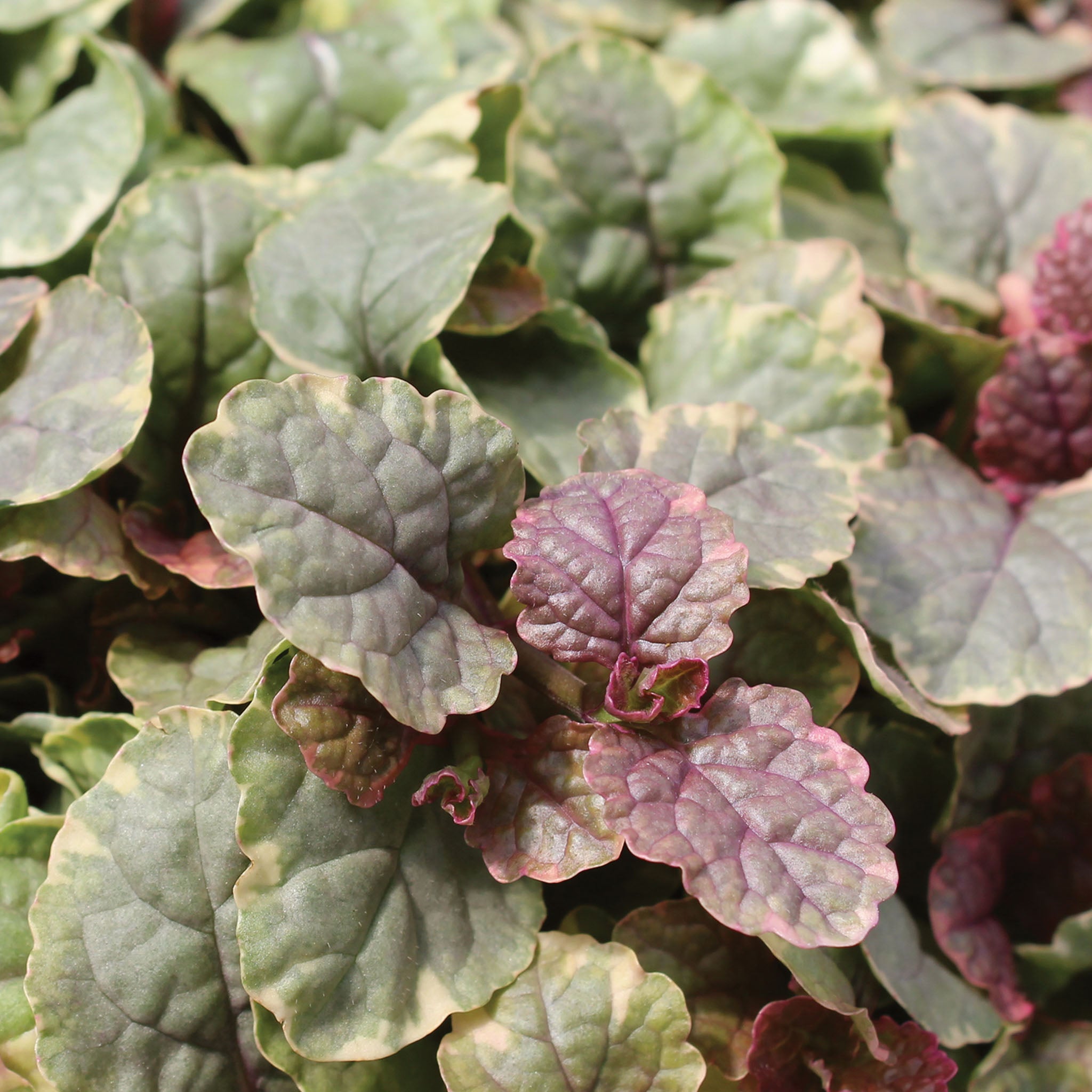 Burgundy Glow Ajuga