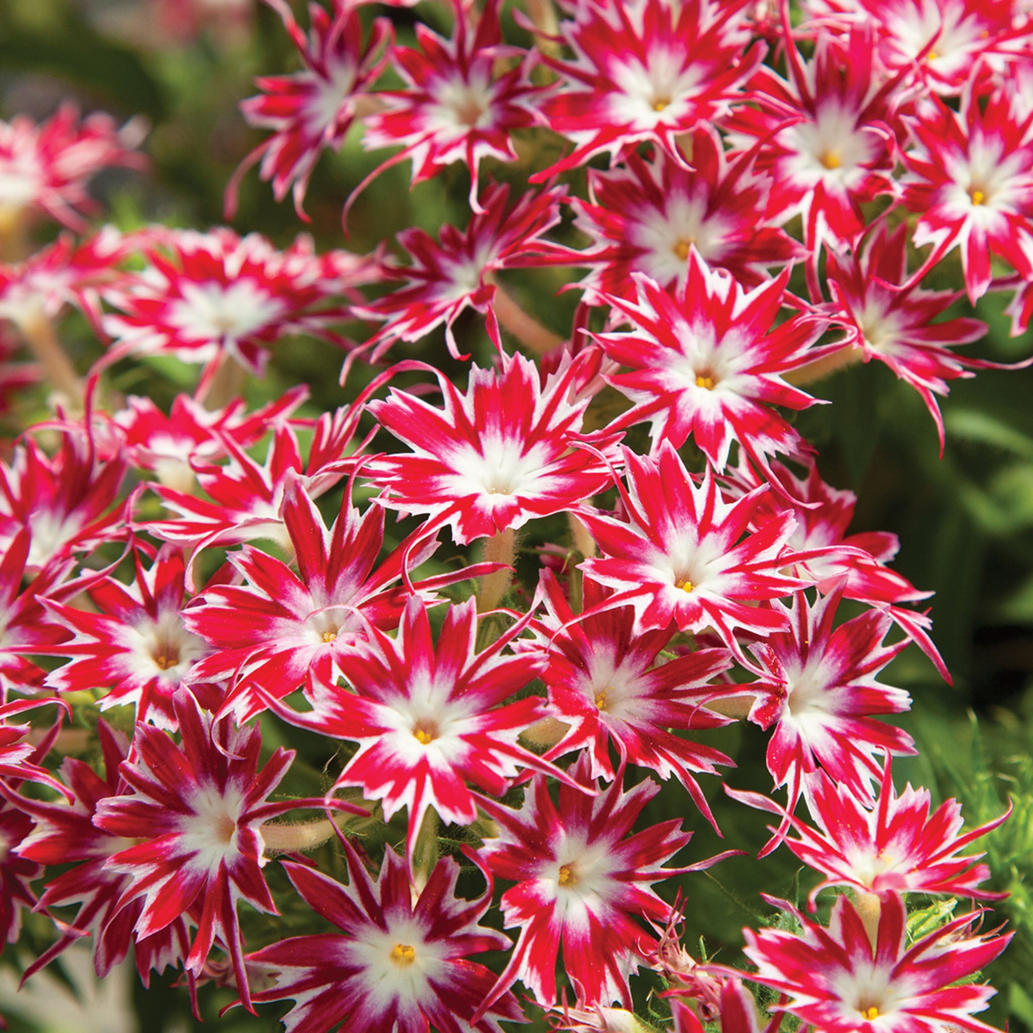 Popstars Bright Rose with Eye Phlox