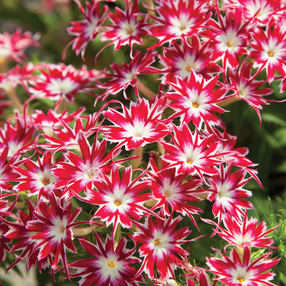 Popstars Bright Rose with Eye Phlox