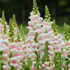 Opus™ Appleblossom Snapdragon