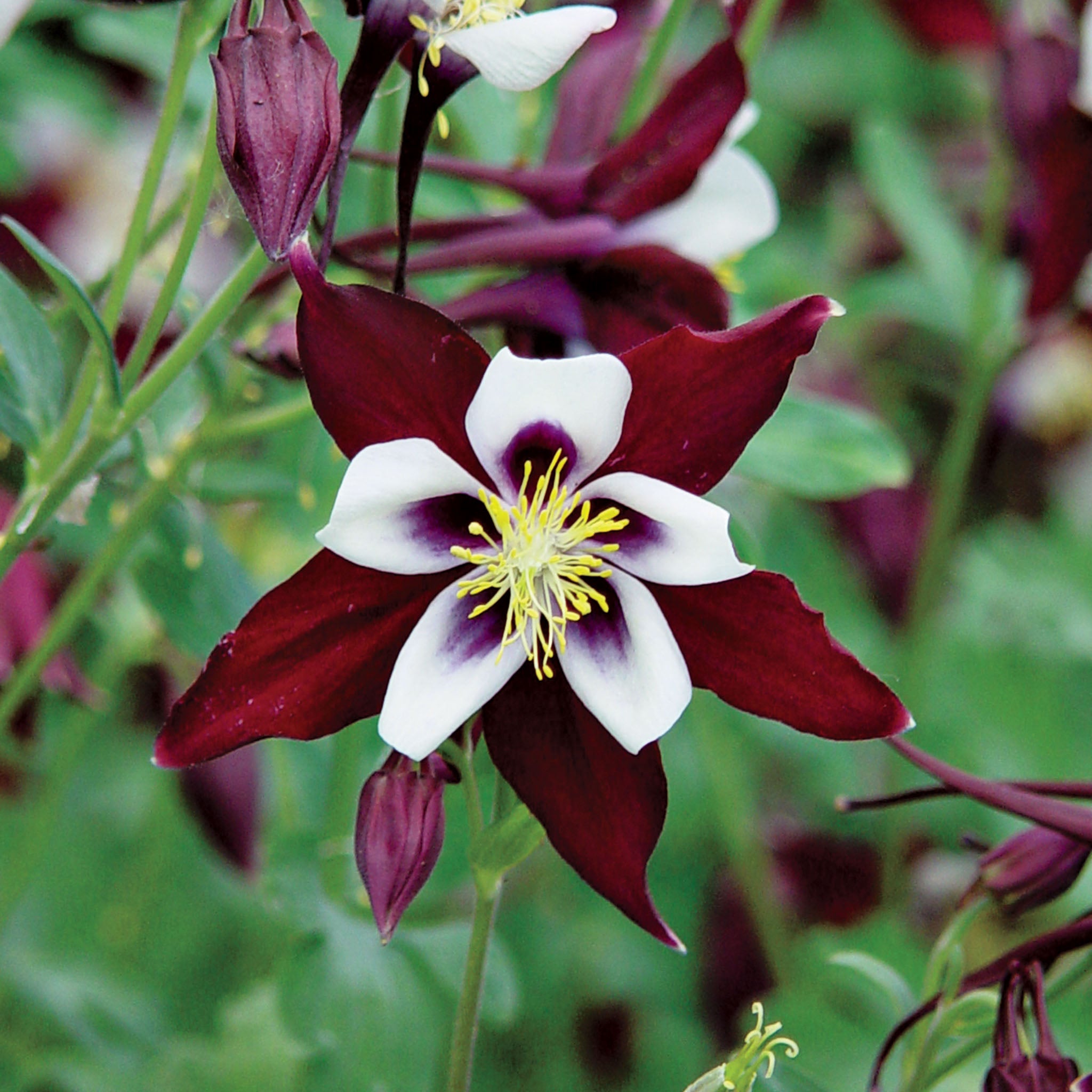 Swan Burgundy And White Columbine