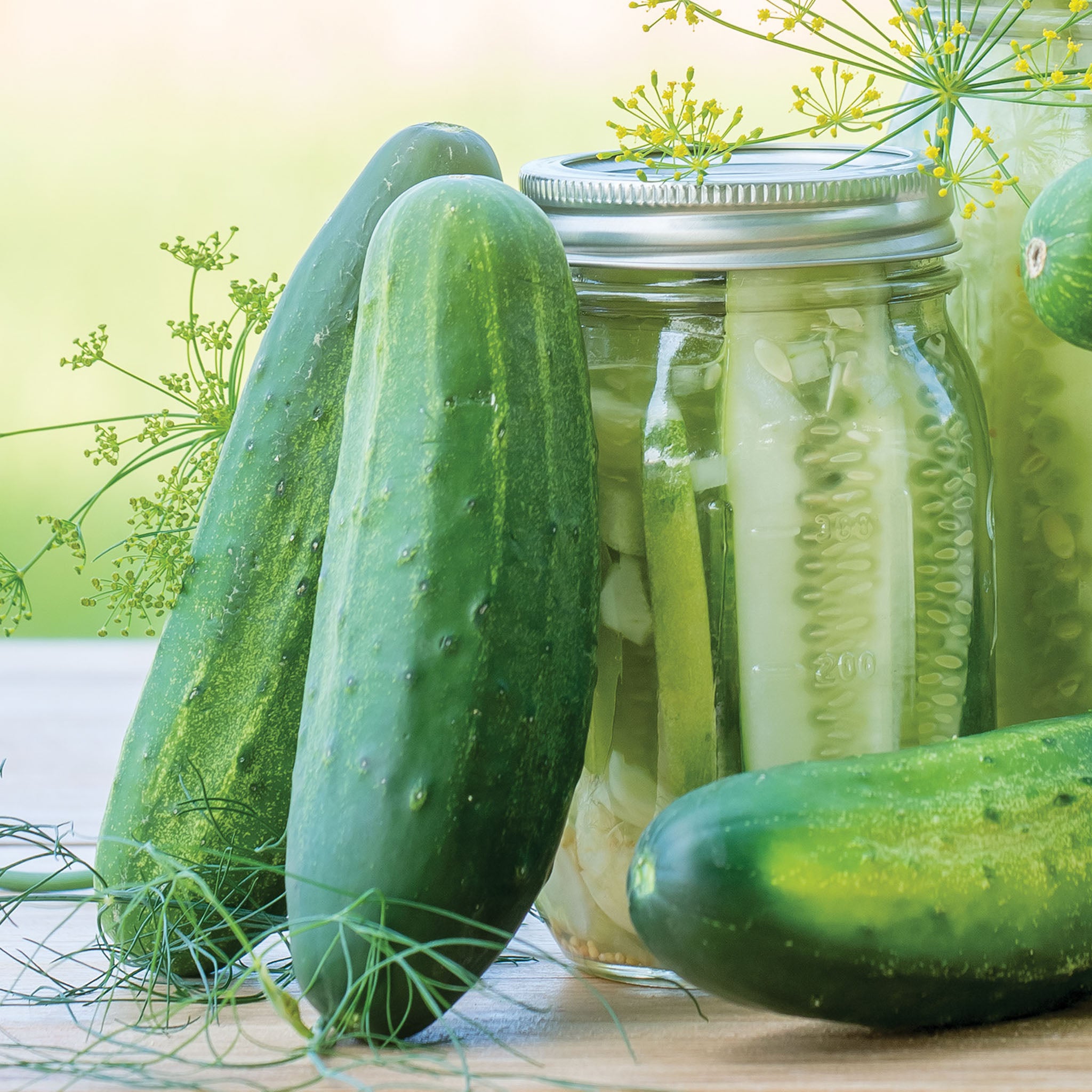 Fresh Pickles Cucumber