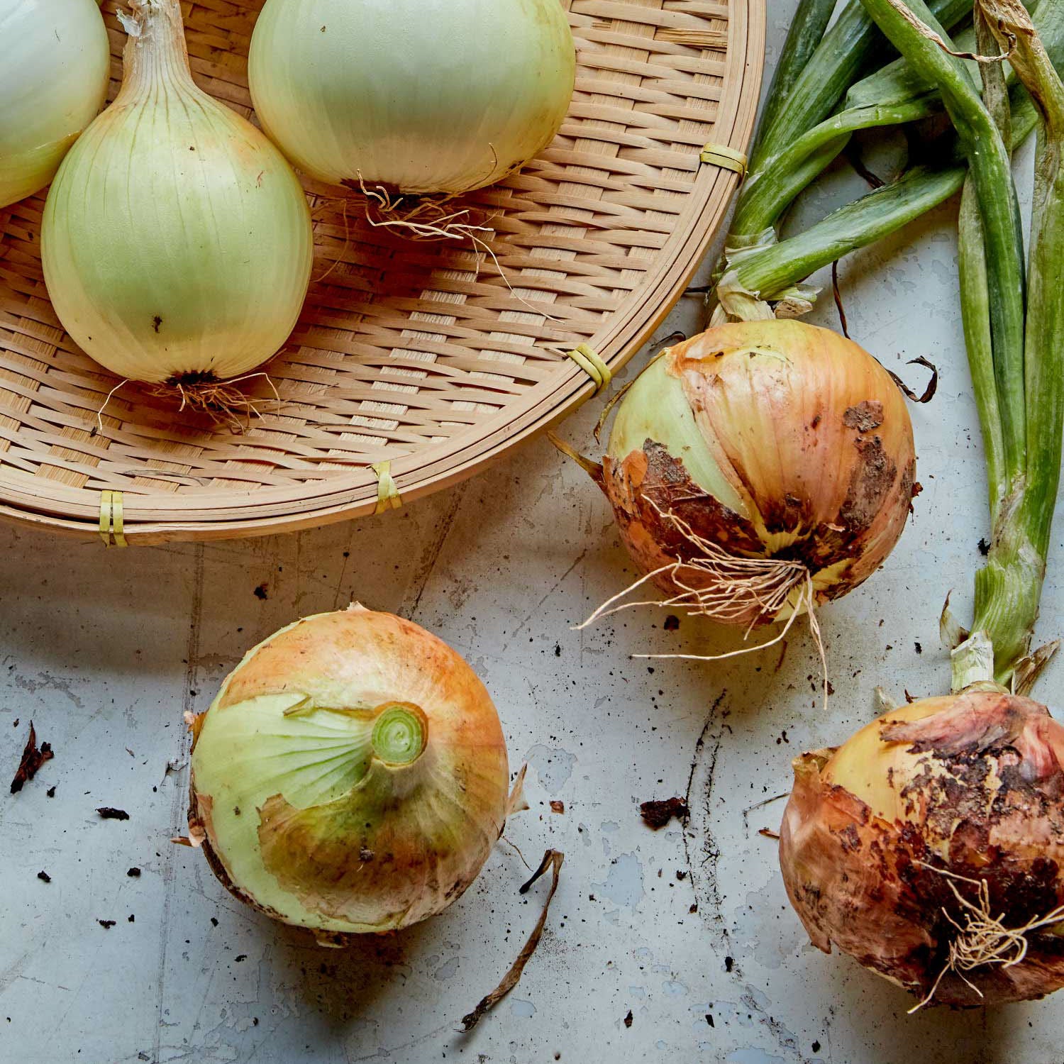 Texas Supersweet Onion
