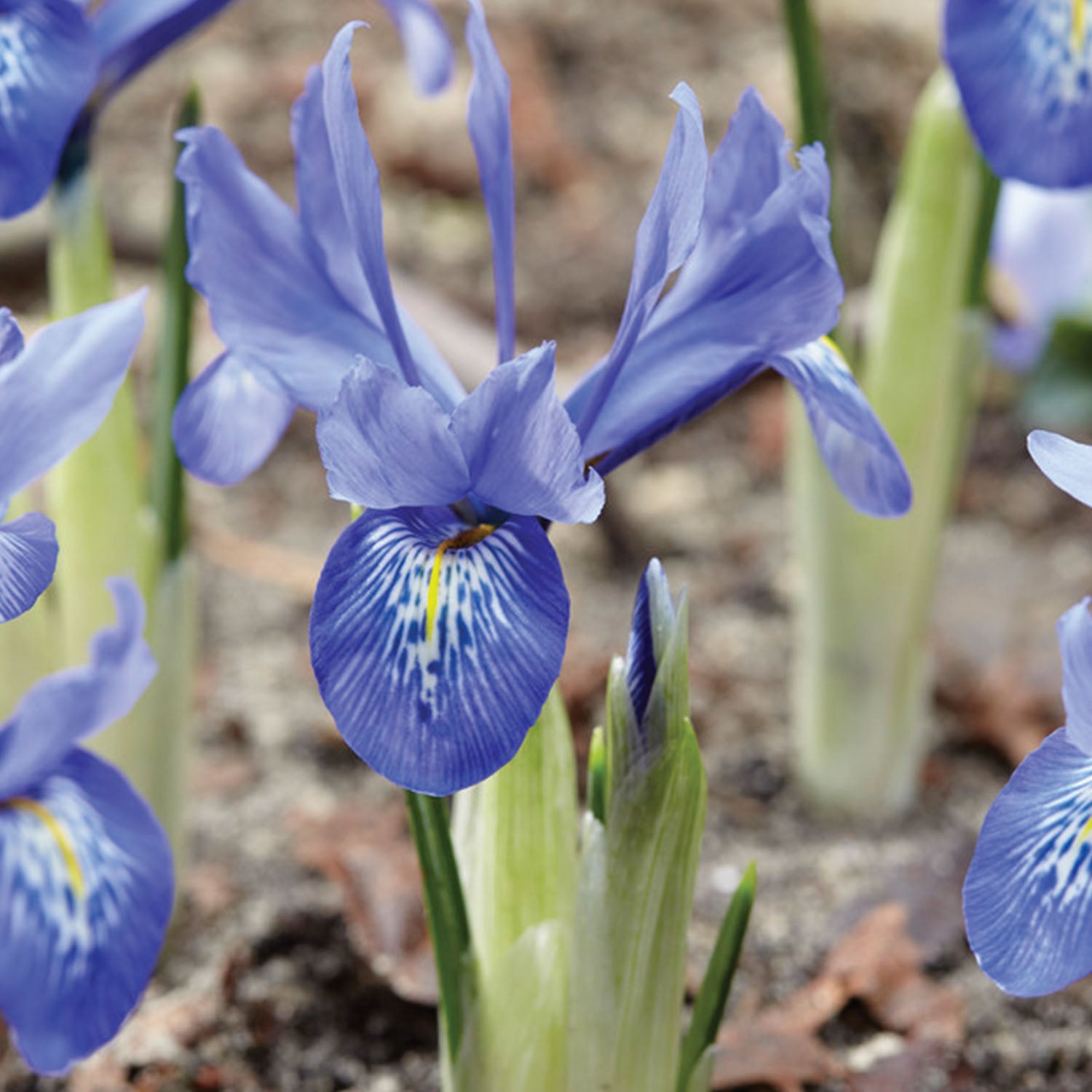 Lady Beatrix Stanley Iris Histroides Bulbs