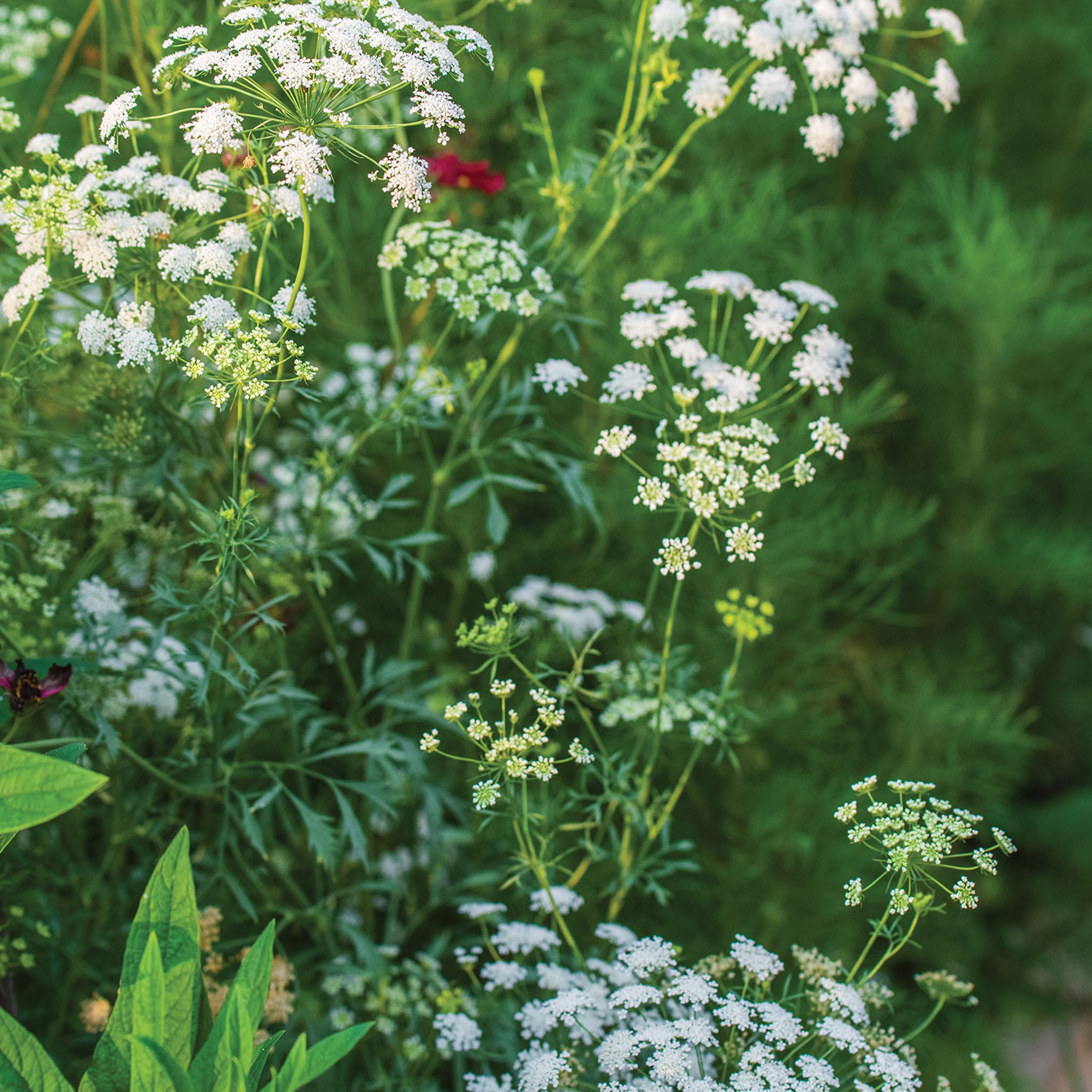 Laceflower Ammi Majus