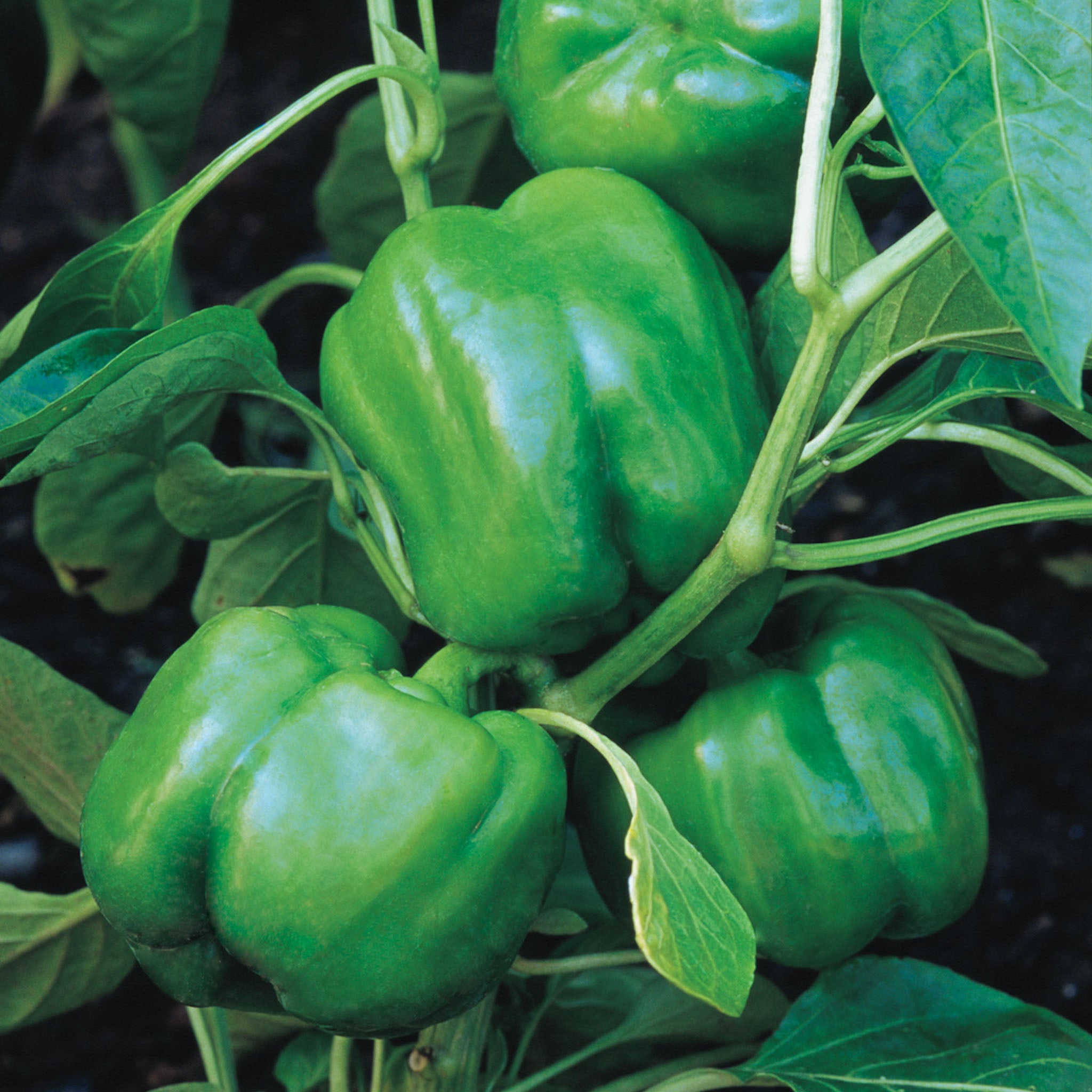 Big Dipper Sweet Pepper
