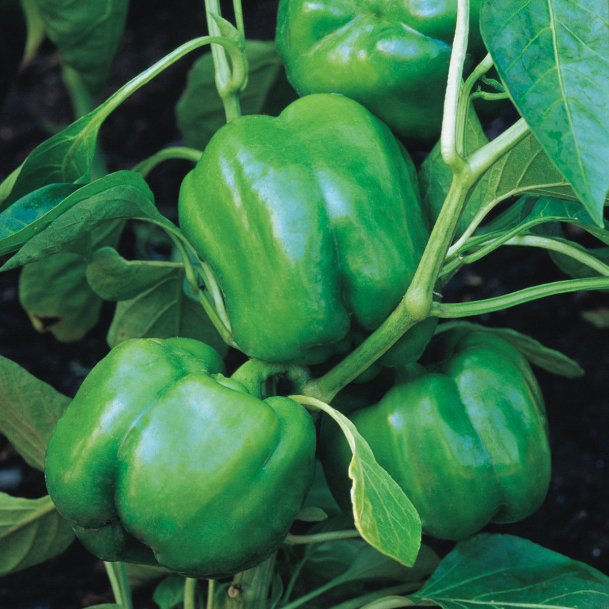 Big Dipper Sweet Pepper
