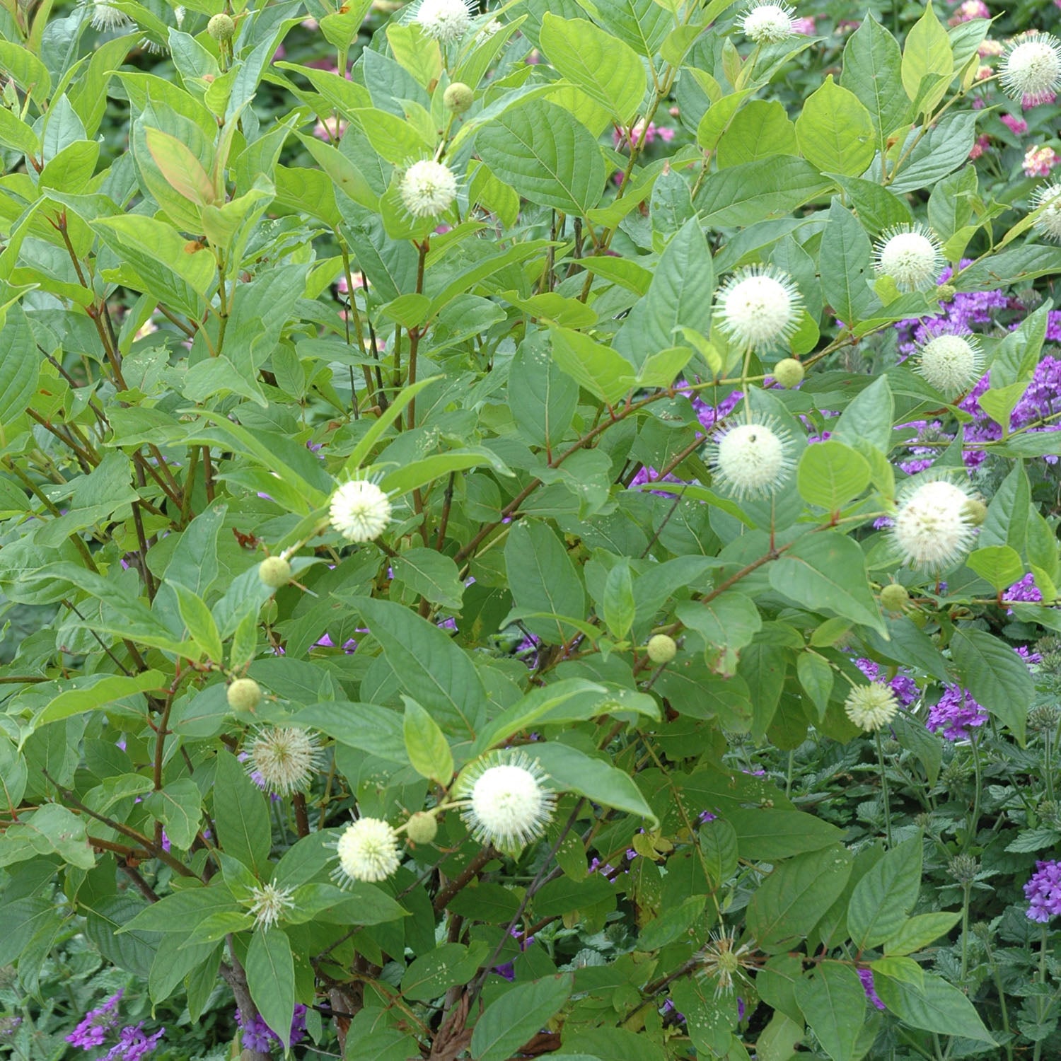 Sugar Shack Cephalanthus Occidentalis (Buttonbush)