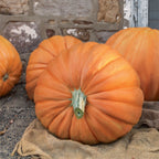 First Prize Pumpkin