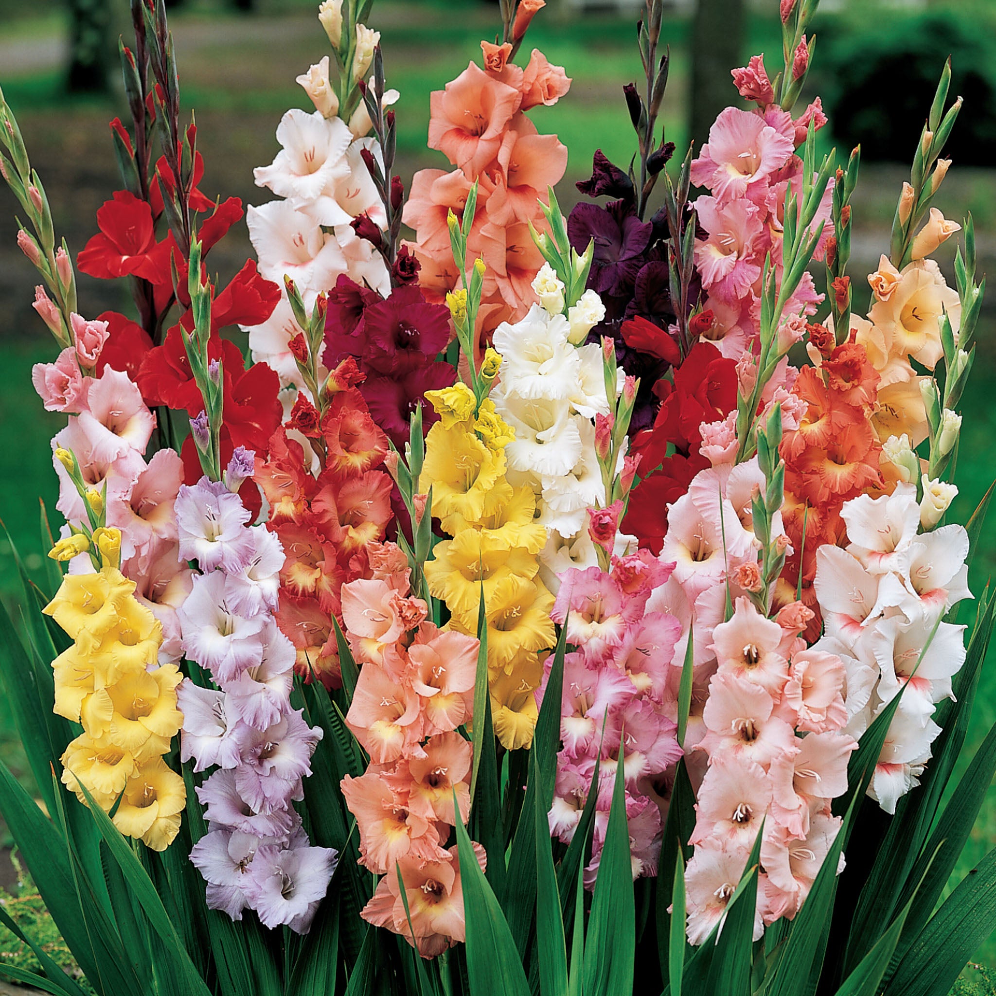 Butterfly Gladiolus Bulbs