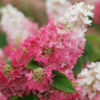 Pinky Winky Prime Hydrangea Paniculata