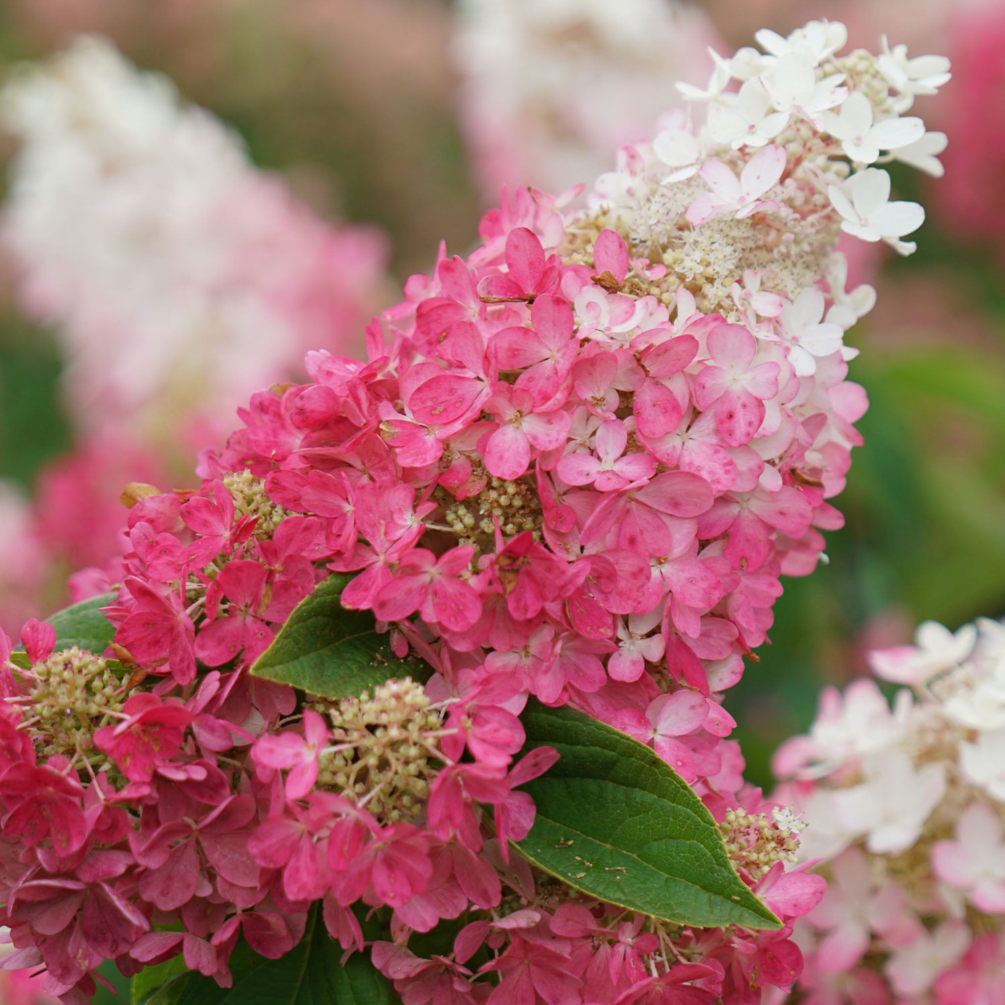 Pinky Winky Prime Hydrangea Paniculata