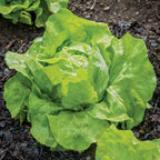 Dynamite Lettuce