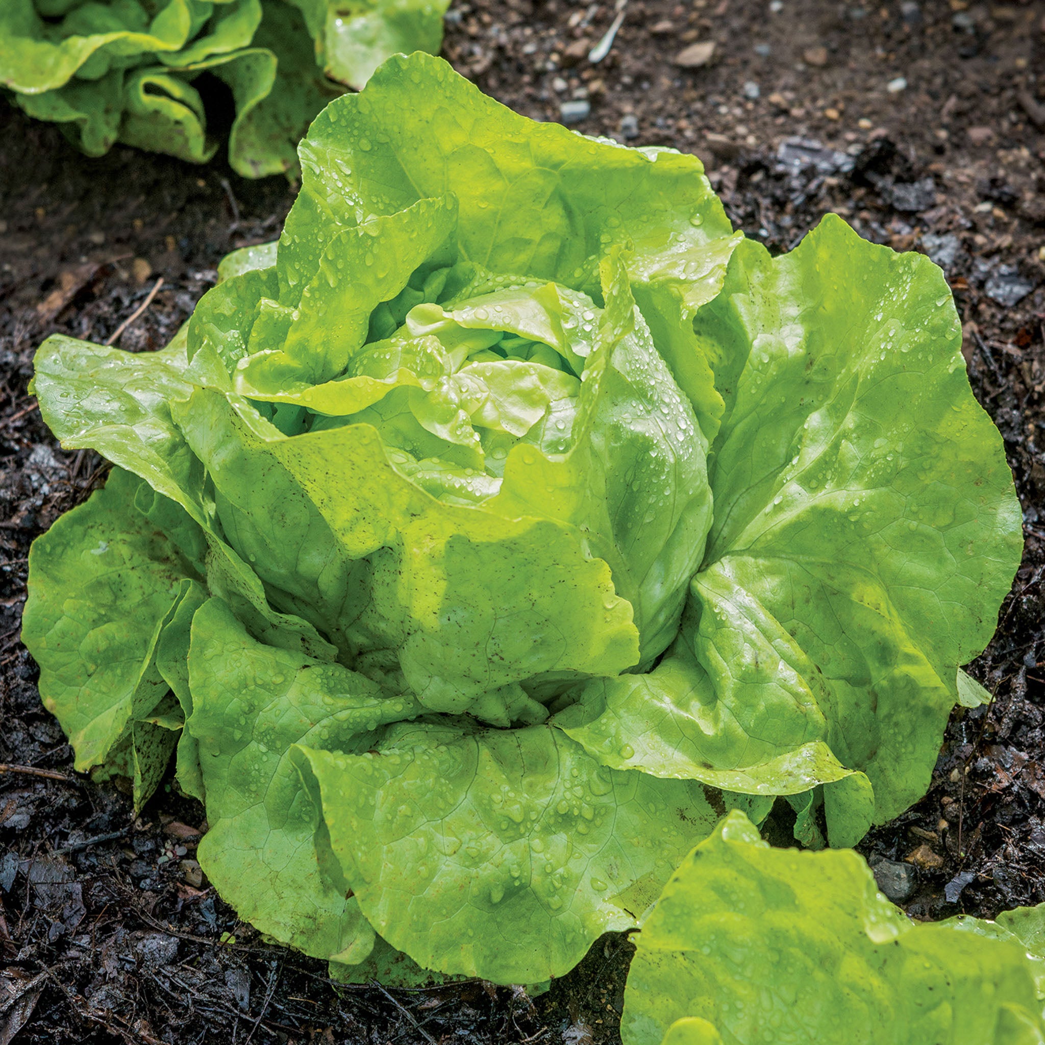 Dynamite Lettuce