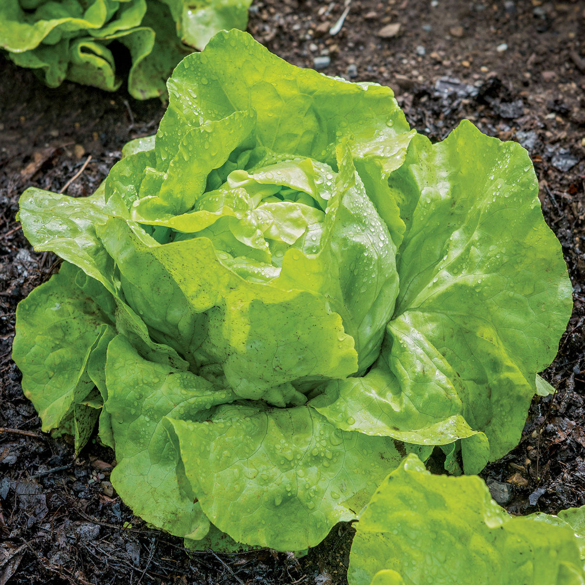 Dynamite Lettuce