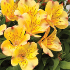 Colorita Ariane Alstroemeria