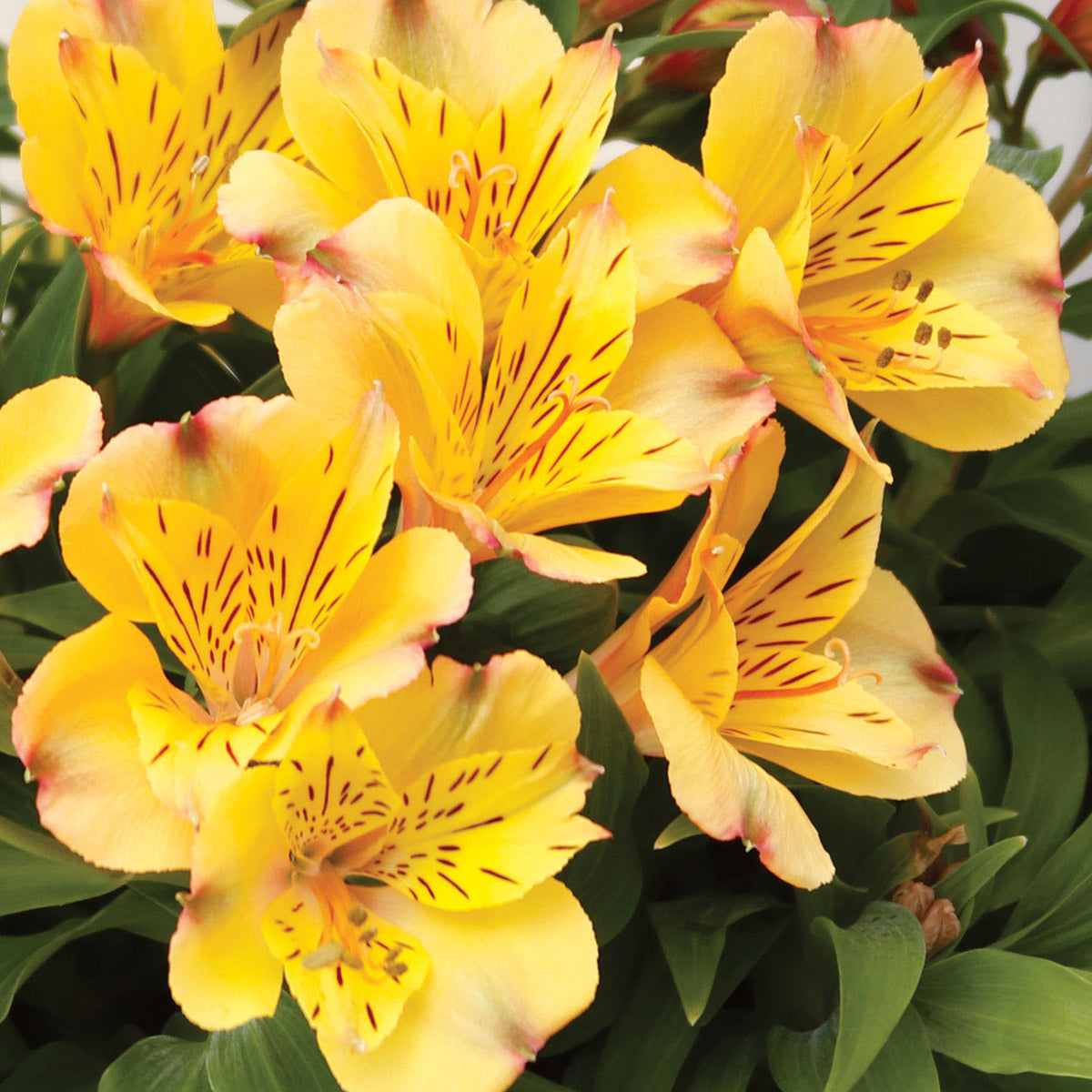 Colorita Ariane Alstroemeria