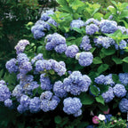 Nikko Blue Hydrangea
