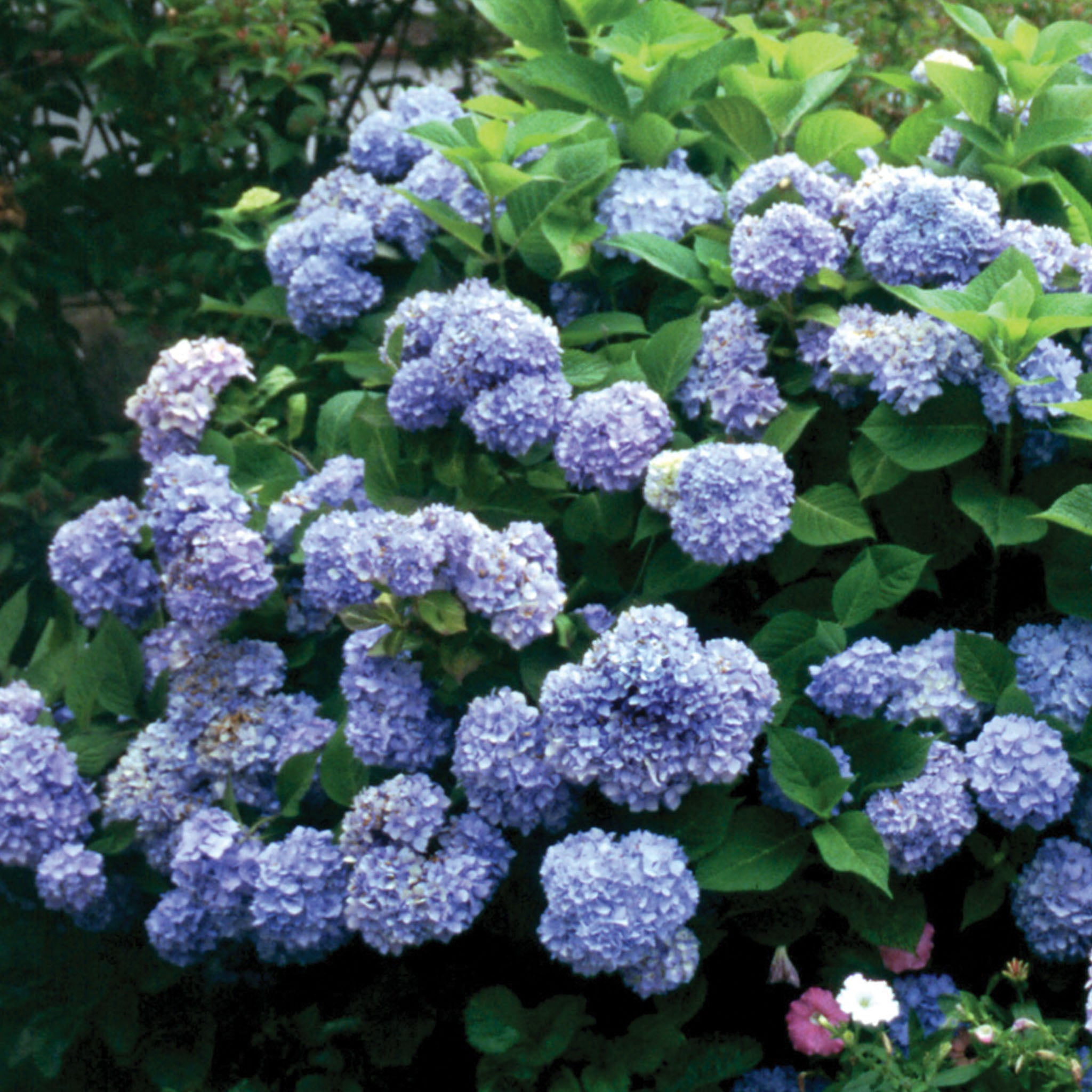 Nikko Blue Hydrangea