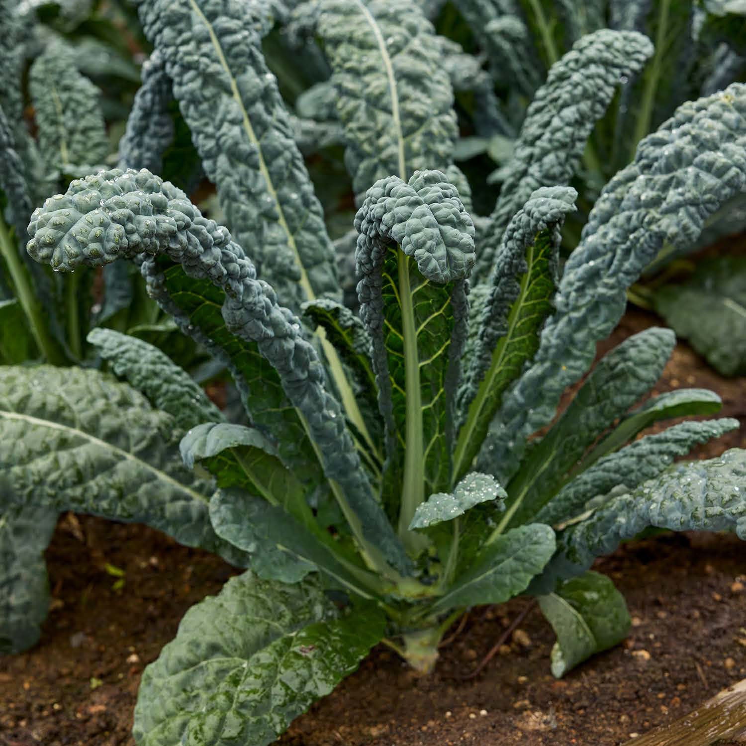 Black Jack F1 Kale