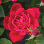 The Double Knock Out Rose Bare Root