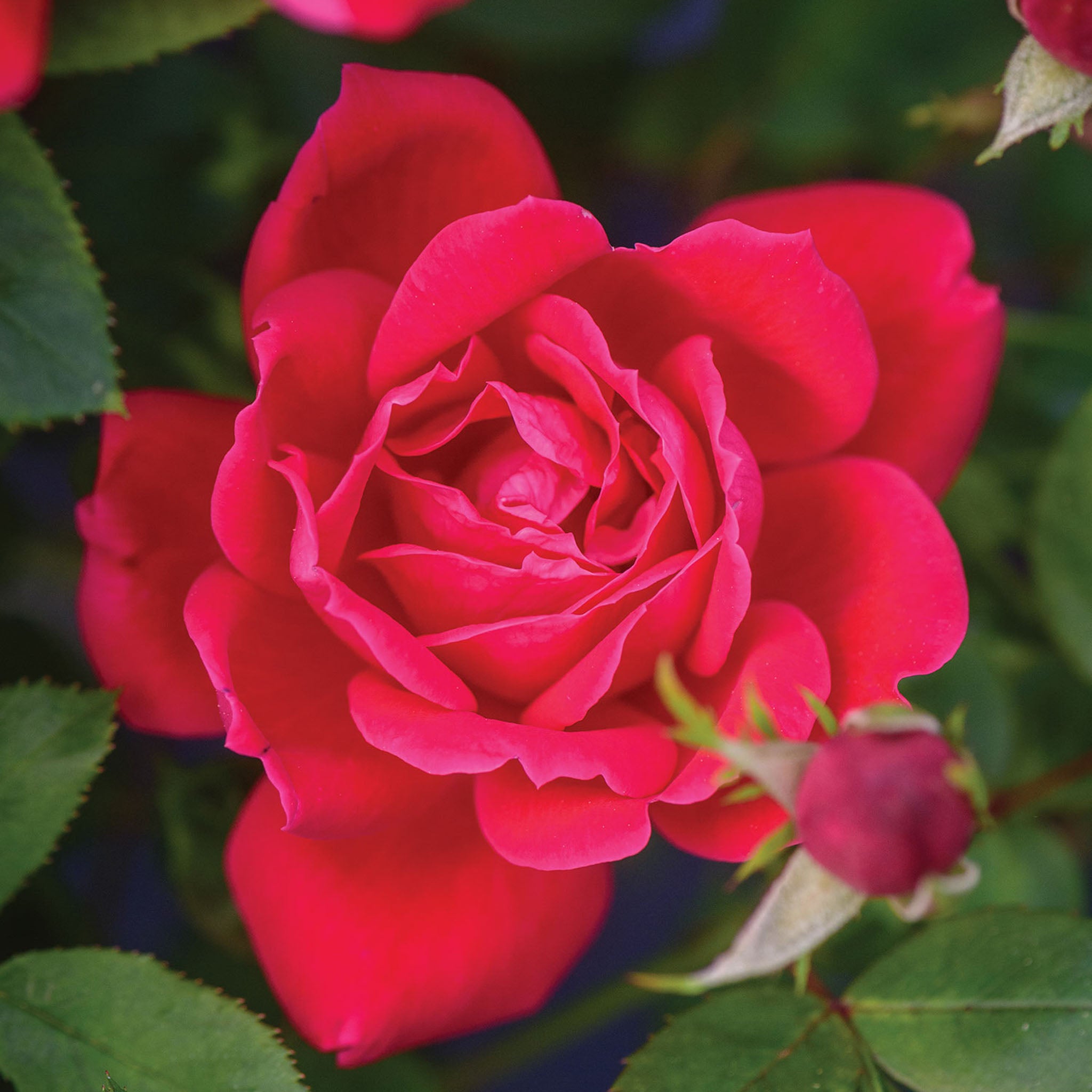 The Double Knock Out Rose Bare Root
